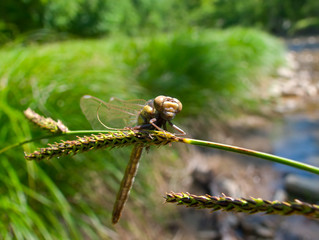 Canvas Print - Dragonfly 24