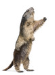 Alpine Marmot - Marmota marmota (4 years old)