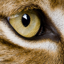 Close-up On A Feline' Eye - Eurasian Lynx - Lynx Lynx (5 Years O