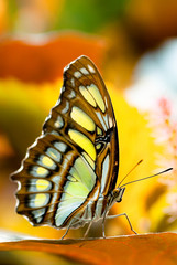 Fotoroleta natura zwierzę motyl zbliżenie