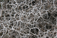 Grey Abstract Background Dried Tumble Bush