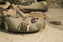 Meerkats Relaxing On Rock