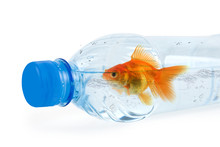 Bottle And Gold Fish