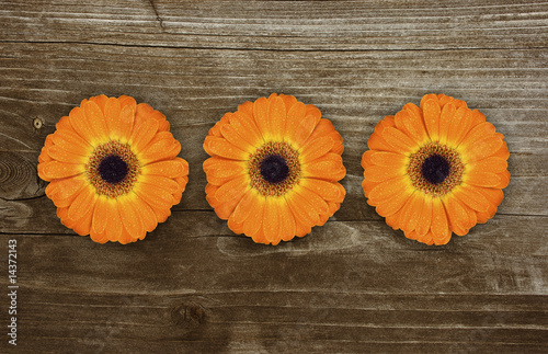 Naklejka na szybę gerbera triptychon