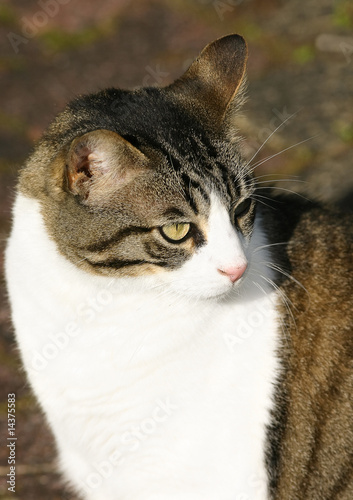 Gros Chat Blanc Et Gris Buy This Stock Photo And Explore