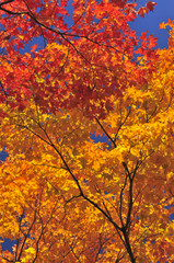 autumn maple tree
