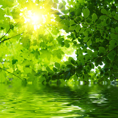 Poster - Green leaves reflecting in the water