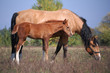 light-bay mare and chestnut foal on the field in sunlight