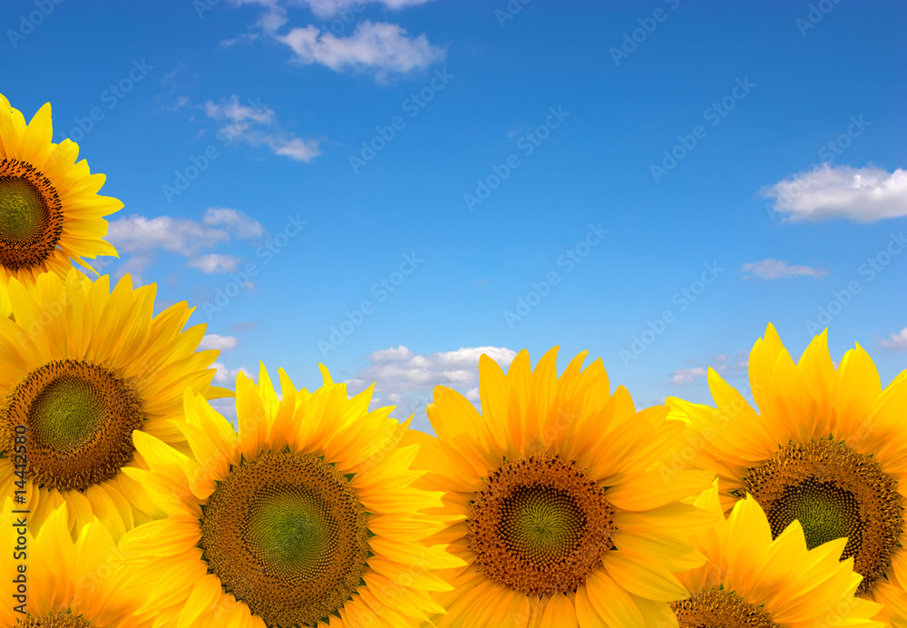 Foto-Schiebegardine Komplettsystem - sunflowers and blue sky