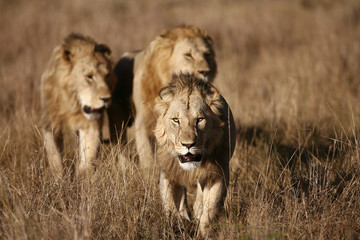 three male lions in the masai mara