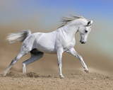Fototapeta Konie - white horse stallion runs gallop in dust desert, collage paint