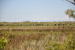 Stier Herde Camargue Prairie