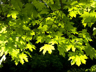 leaf maple
