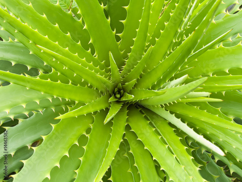 Foto-Schiebevorhang einzelne Stoffpaneele - Aloe vera (von Anton Prado PHOTO)