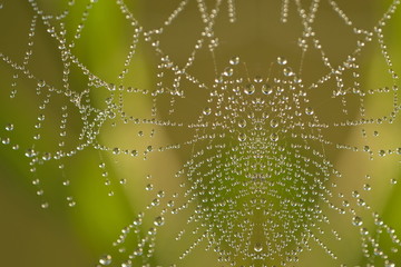 Spiderweb