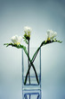 White freesia flowers in a glass vase