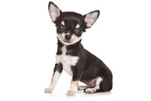 Chihuahua Puppy On White Background