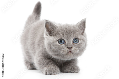 Fotografía British kitten on white background