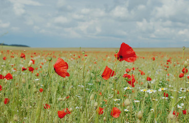 Sticker - Poppies