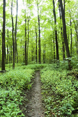 Canvas Print - Forest Hiking Path