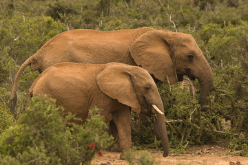 Two elephants in the bush in Addo Elephant National Park