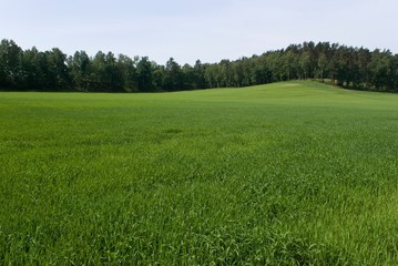 green field