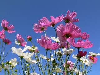 cosmos