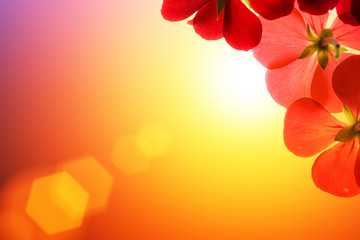 Fotomurales - Red flowers over sunshine background