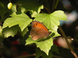 The Meadow Brown butterfly