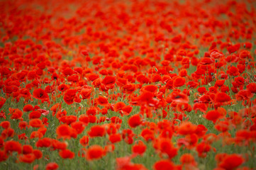 Field of red poppies