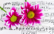 Flowers on sheet music