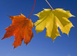 Two sunny maple leafs on blue sky
