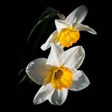 Narcissus Close-up Flower For Big Poster.