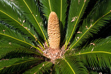 Male Cone Of Cycad Sago Palm