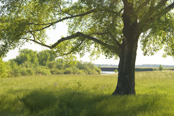 Wall Mural - tree