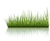 Fototapeta Kuchnia - Green Grass Isolated On White
