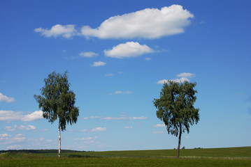 Fototapete - Birken am Wegrand vor blauem Himmel