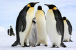 Antarctic : Emperor penguins, Lunch time