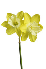 Two Yellow Daffodils Isolated Against A White Background
