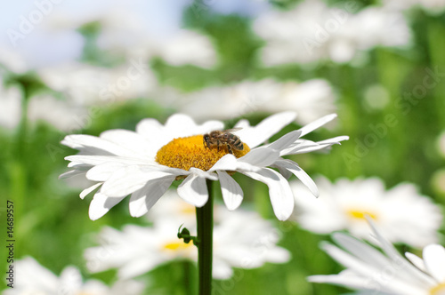Plakat Pszczoła zbierająca pyłek na stokrotce