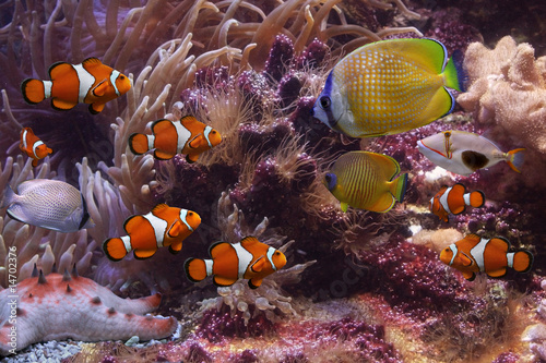 Nowoczesny obraz na płótnie Tropical fishes