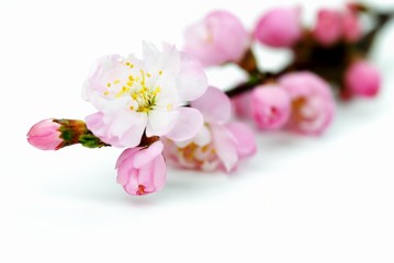 Fotomurales - pink plum blossom isolated on the white