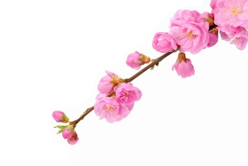 Fotomurales - Pink Plum Blossom Isolated on the White