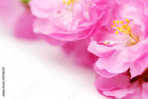 Pink Flower Background