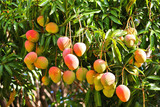 Fototapeta Góry - Mango tree with ripening fruits