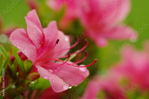Fototapeta na wymiar Azalia kwiat w zbliżeniu