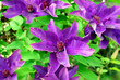 lilac clematis flowers