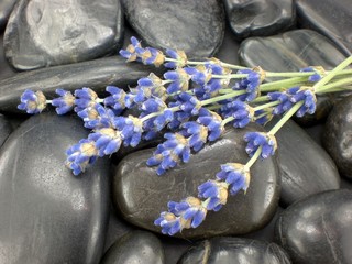 Poster - Lavendel, Steine