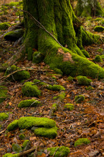 Autumn Forest And Green Moss