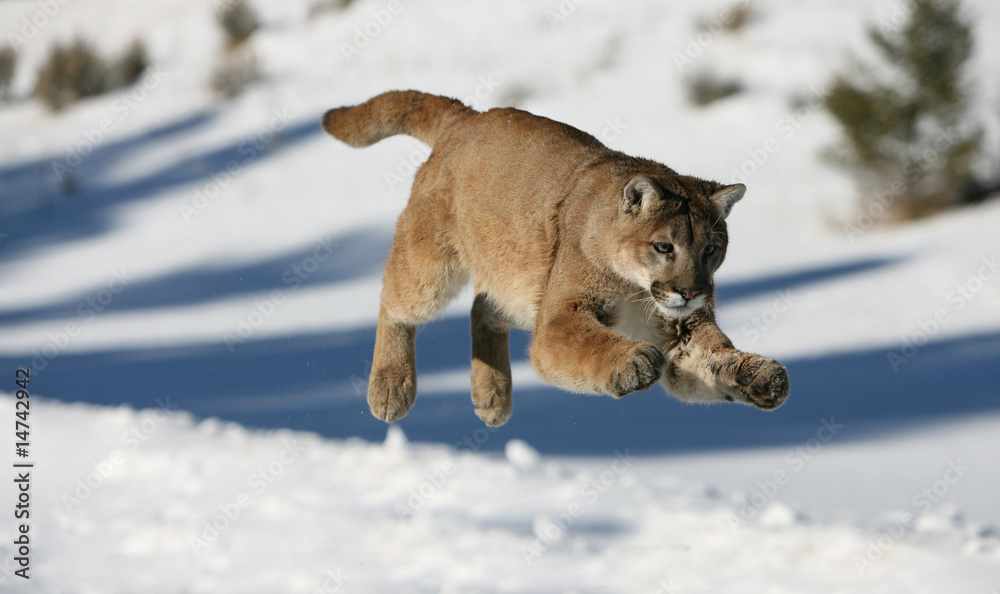 Wall Murals Mountain Lion Jumping Nikkel Art